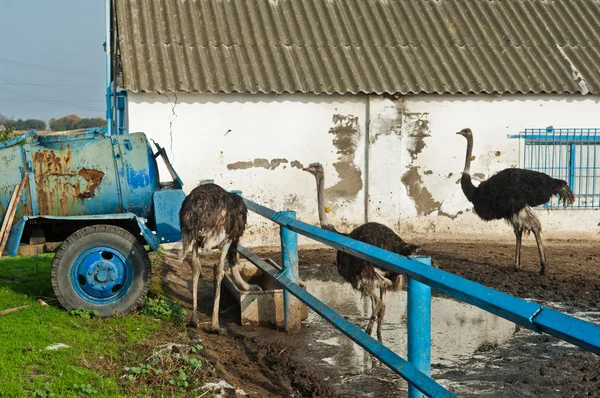 Granja de avestruces — Foto de Stock