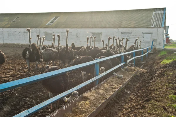 Granja de avestruces — Foto de Stock