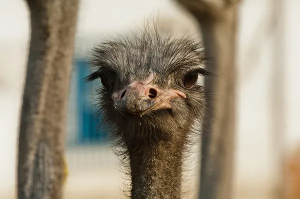 Struisvogel boerderij — Stockfoto