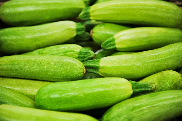 Zucchini-Kürbis — Stockfoto