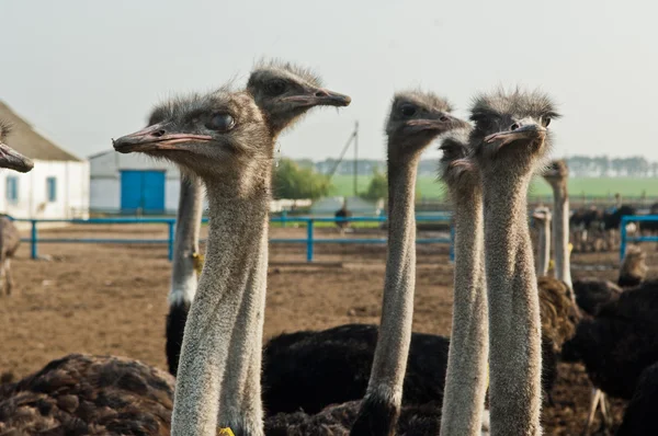 Granja de avestruces —  Fotos de Stock