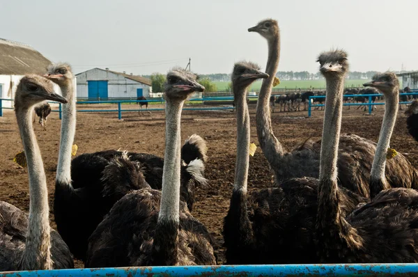 Struisvogel boerderij — Stockfoto