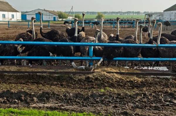 Granja de avestruces — Foto de Stock