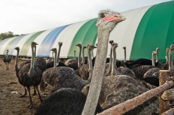 Granja de avestruces — Foto de Stock
