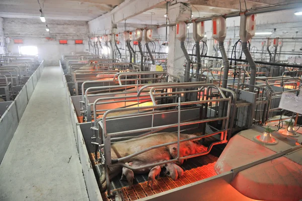 Pig farms — Stock Photo, Image