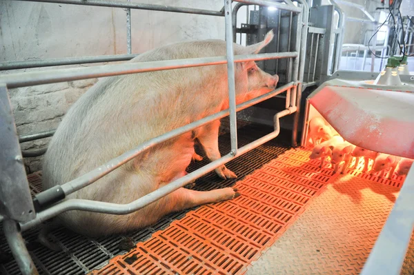 Pig farms — Stock Photo, Image