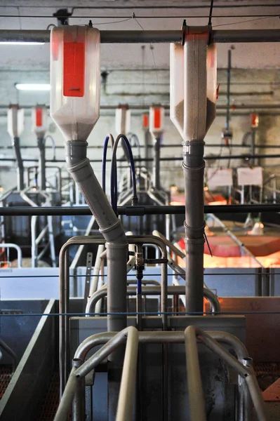 Pig farms — Stock Photo, Image