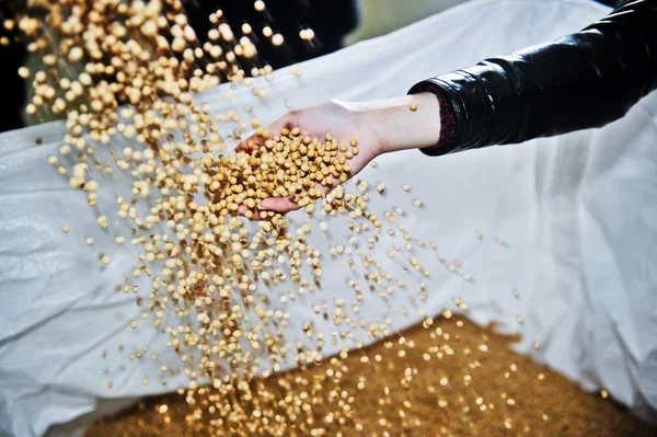 Viel Sojabohnen Hintergrund — Stockfoto