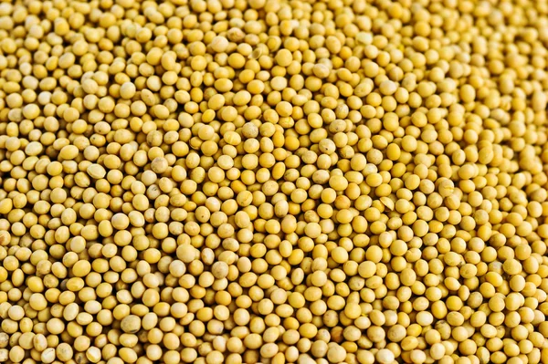 Lots of soybean background — Stock Photo, Image