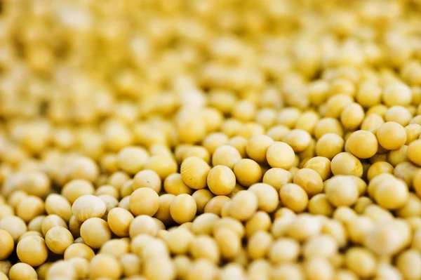 Lots of soybean background — Stock Photo, Image