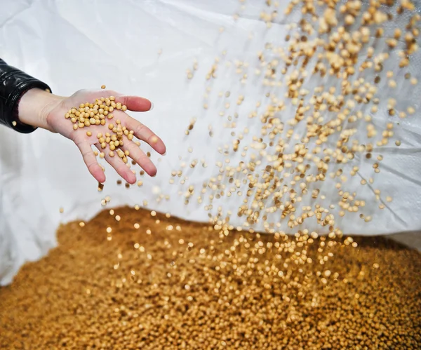 Soybean processing plant — Stock Photo, Image