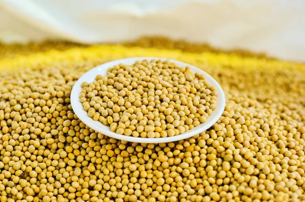 Lots of soybean background — Stock Photo, Image