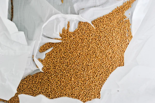 콩 가공 공장 — 스톡 사진