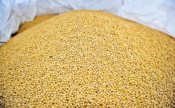 Lots of soybean background — Stock Photo, Image