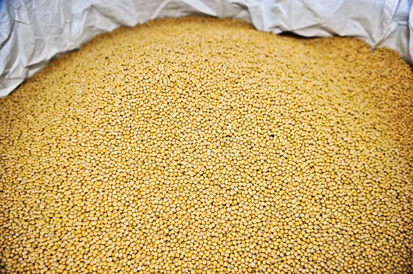 Lots of soybean background — Stock Photo, Image