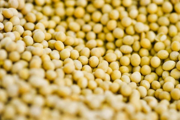 Lots of soybean background — Stock Photo, Image