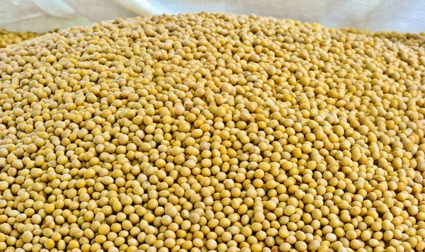 Lots of soybean background — Stock Photo, Image