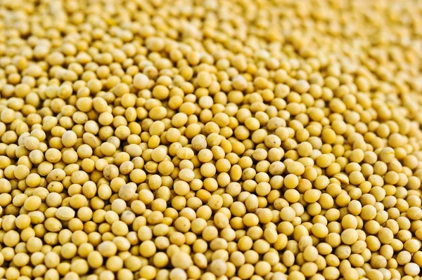 Lots of soybean background — Stock Photo, Image