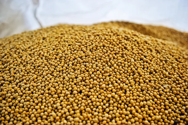 Lots of soybean background — Stock Photo, Image