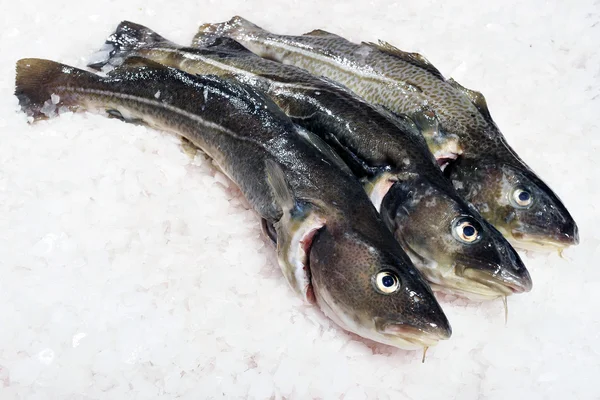 Bacalhau do Atlântico — Fotografia de Stock