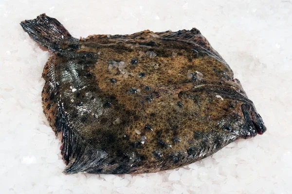 Turbot fish — стоковое фото