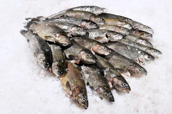 Rainbow trout — Stock Photo, Image