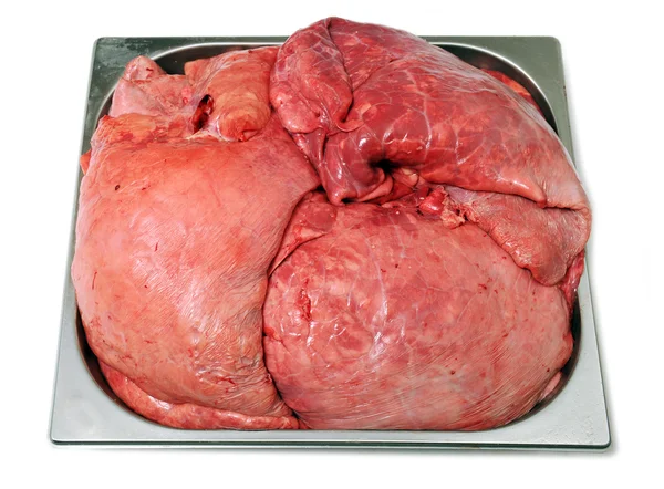 Pork lungs — Stock Photo, Image