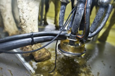 süt ineklerin sağım makineleri ile