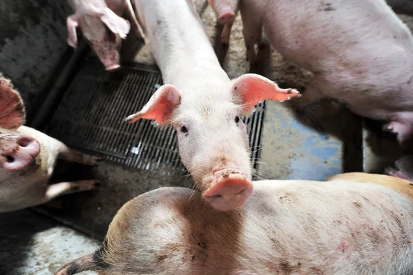 農場の小さな子豚 — ストック写真