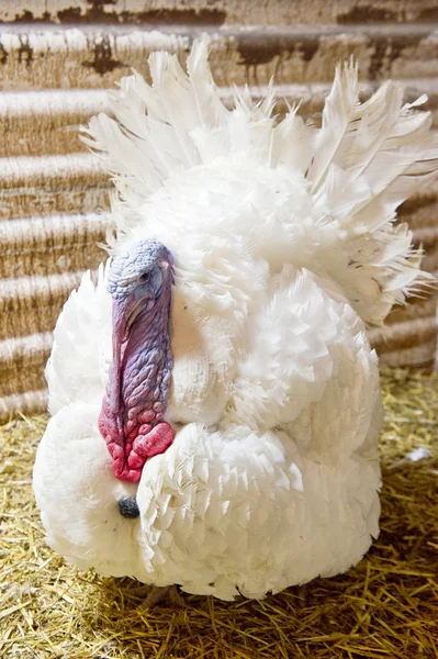 Nice big turkey — Stock Photo, Image