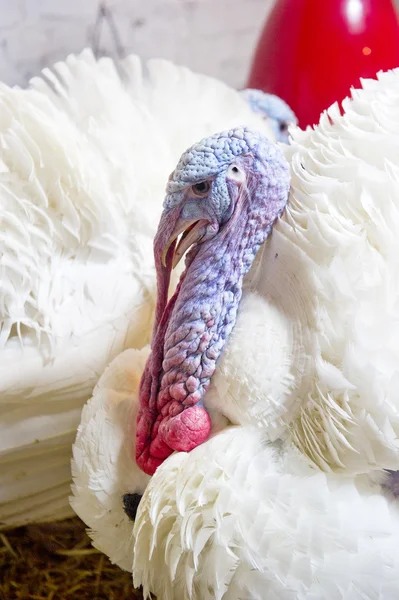 Big turkey on the farm — Stock Photo, Image