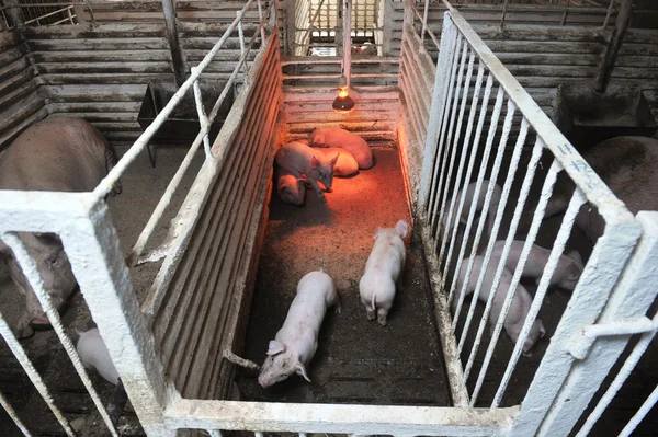 农场里的小猪 — 图库照片