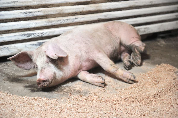 Больная свинья — стоковое фото