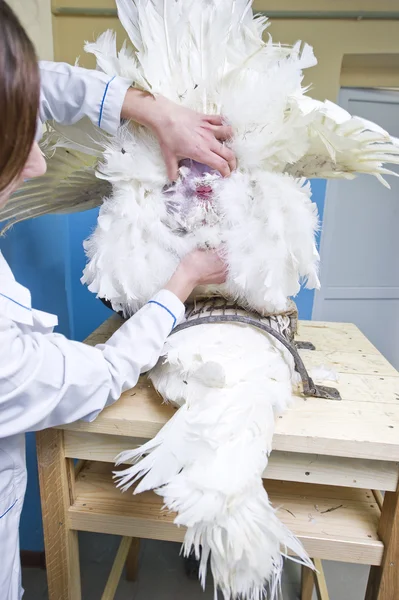 Insemination of turkeys on the farm — Stock Photo, Image