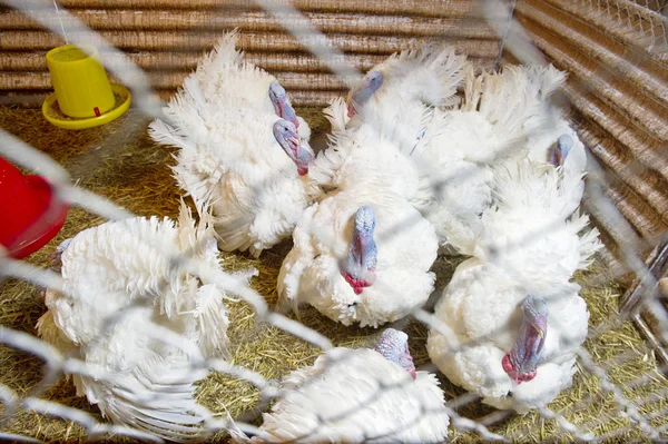 Turkeys in a cage — Stock Photo, Image