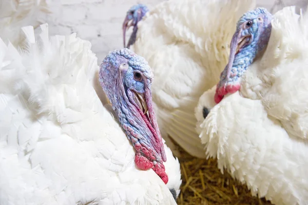 Turkey farm — Stock Photo, Image