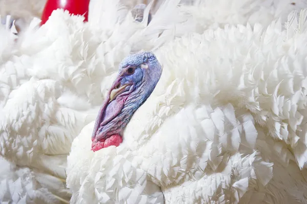 White turkeys on the farm — Stock Photo, Image