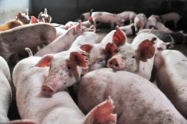 Маленькие поросята на ферме