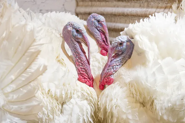 Three beautiful large turkey — Stock Photo, Image