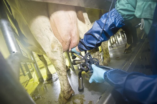 Ενώστε τα χέρια μηχανή αρμέγματος σε ένα αγρόκτημα γαλακτοπαραγωγής — Φωτογραφία Αρχείου