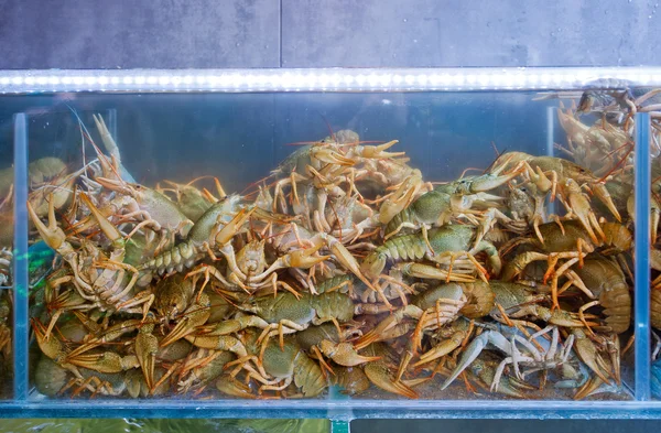 Crayfish in an aquarium — Stock Photo, Image