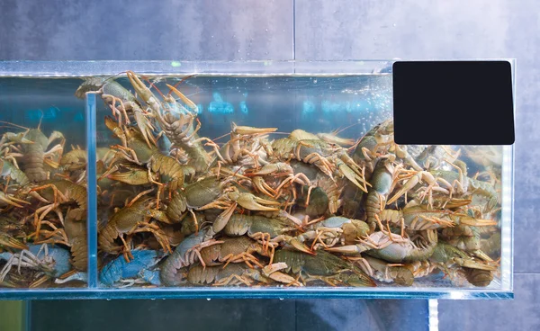 Crayfish in an aquarium — Stock Photo, Image