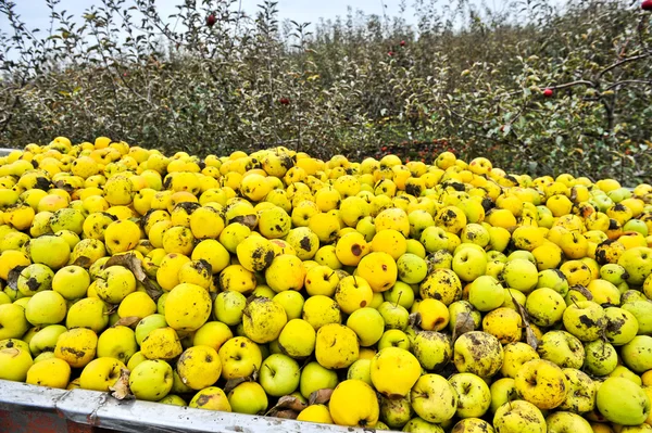 Olgun sarı elma suyu için — Stok fotoğraf