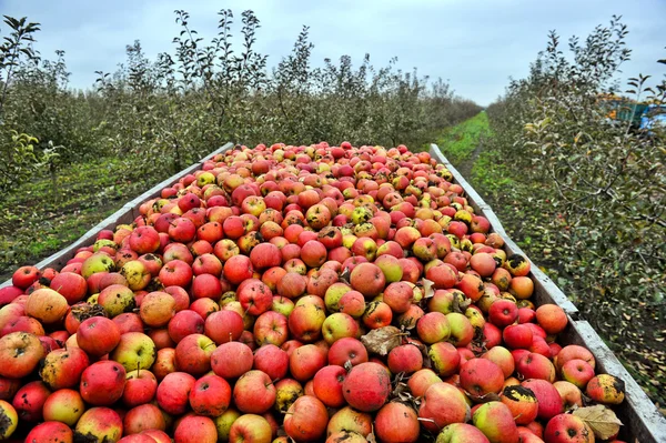 Apple sklizeň v zahradě — Stock fotografie