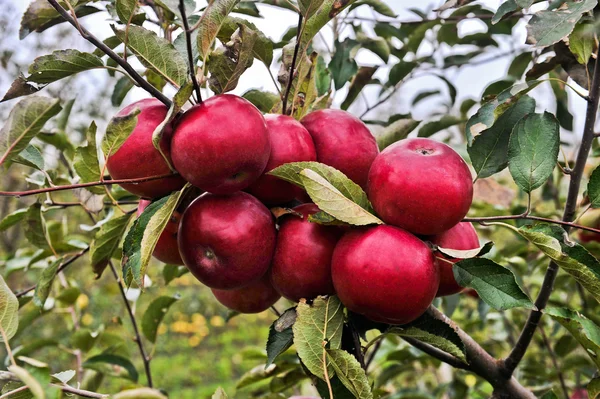 Manzanas rojas — Foto de Stock