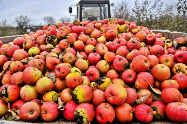 Cosecha de manzana en el jardín — Foto de Stock