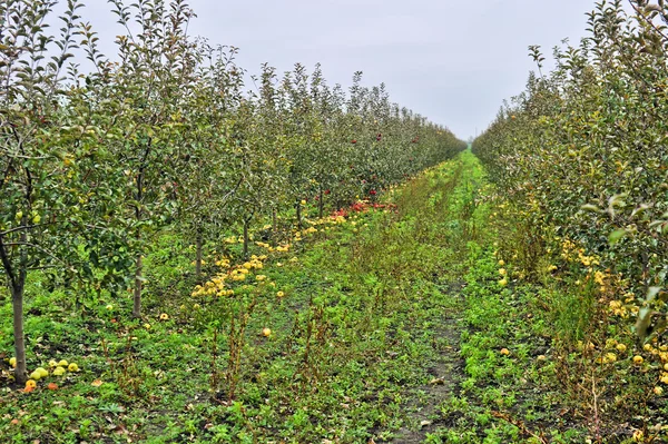 Frutteto di mele — Foto Stock