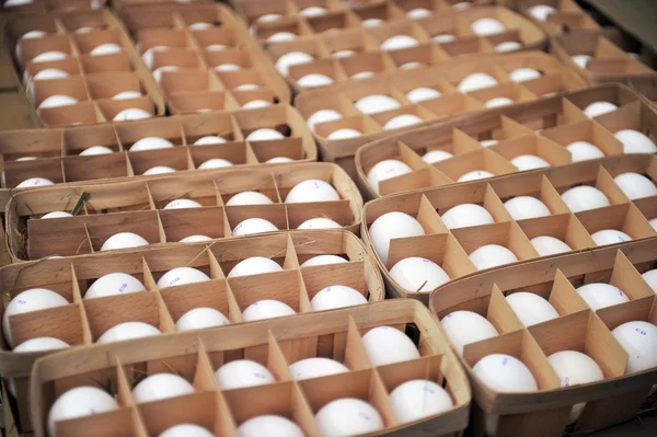 Ägg i förpackning — Stockfoto
