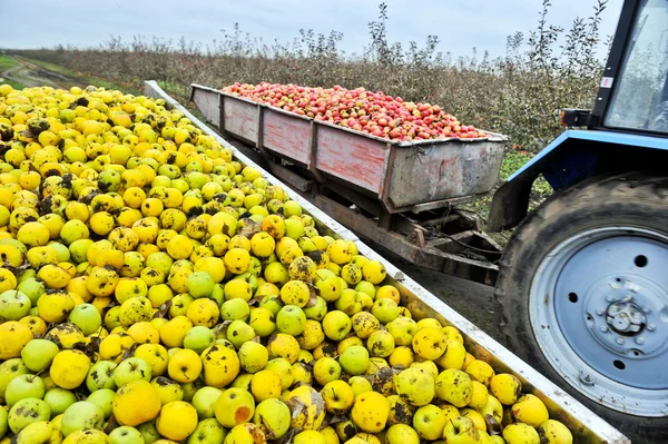 Manzanas frescas — Foto de Stock