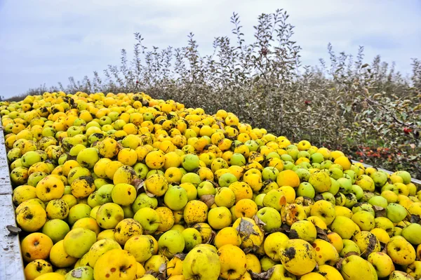 Mele fresche — Foto Stock